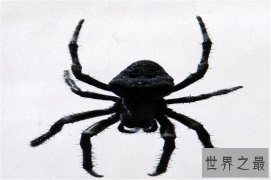 蜢蜘身上爪子都有毒,属于蜘蛛种类中体型较大的