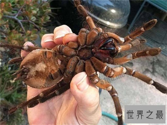 蜢蜘身上爪子都有毒,属于蜘蛛种类中体型较大的