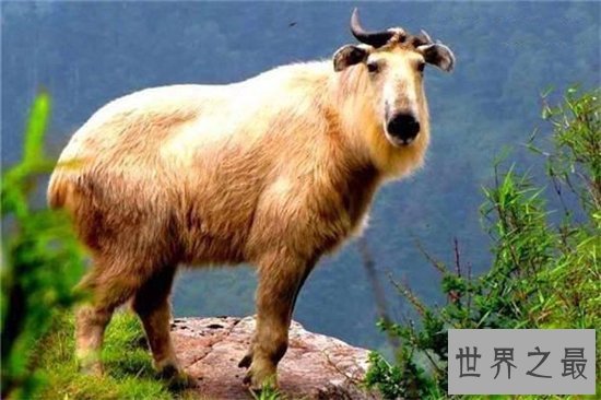 六不像集合六种动物的特征,是国家稀有珍贵品种之一