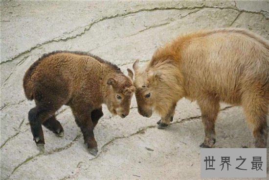 六不像集合六种动物的特征,是国家稀有珍贵品种之一
