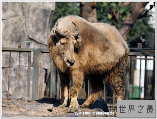 六不像集合六种动物的特征,是国家稀有珍贵品种之一