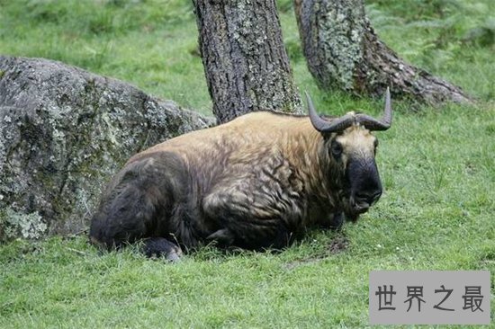 六不像集合六种动物的特征,是国家稀有珍贵品种之一
