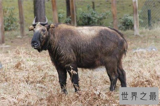 六不像集合六种动物的特征,是国家稀有珍贵品种之一