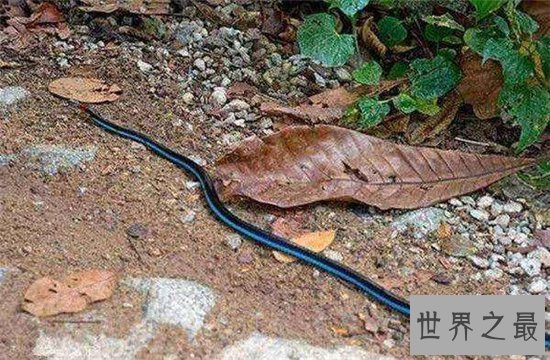 蓝长腺珊瑚蛇可长到两米长,具有危害性的血液毒素