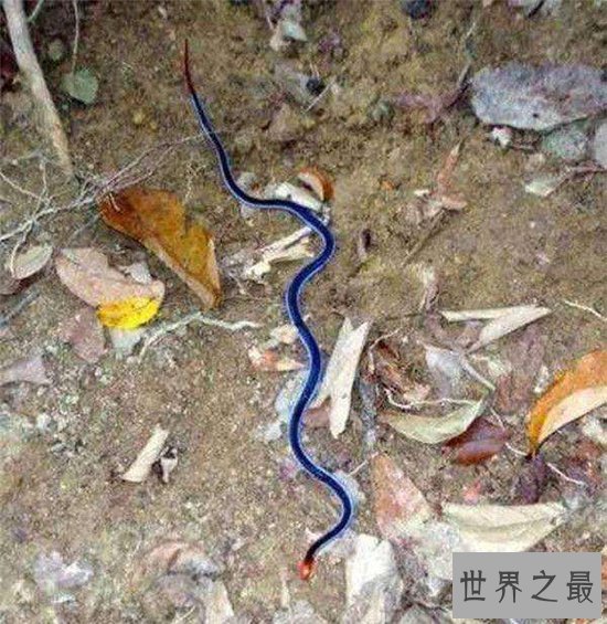 蓝长腺珊瑚蛇可长到两米长,具有危害性的血液毒素