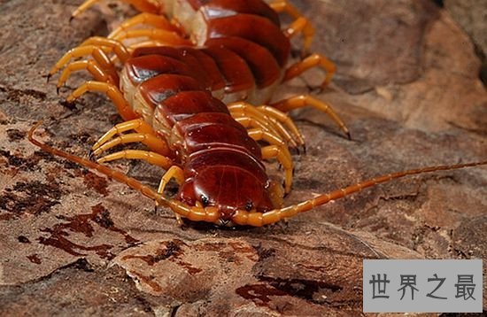 加拉帕格斯巨人蜈蚣毒性强烈,是亚洲体型最大的蜈蚣