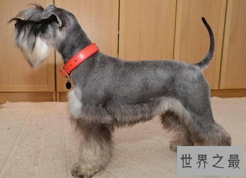 适合家养的小型犬有哪些?为你实力推荐心水好犬!