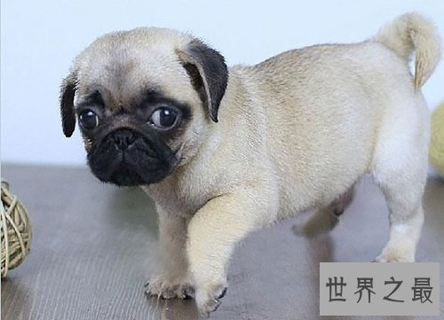适合家养的小型犬有哪些?为你实力推荐心水好犬!