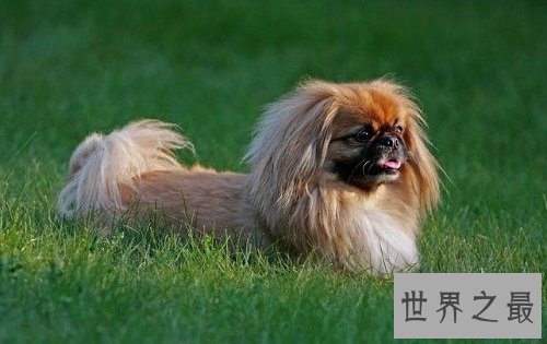 适合家养的小型犬有哪些?为你实力推荐心水好犬!