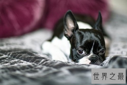 适合家养的小型犬有哪些?为你实力推荐心水好犬!