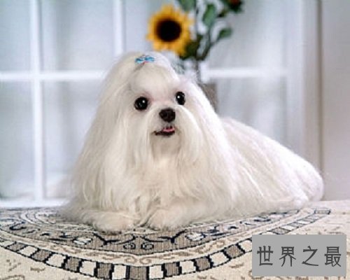 适合家养的小型犬有哪些?为你实力推荐心水好犬!