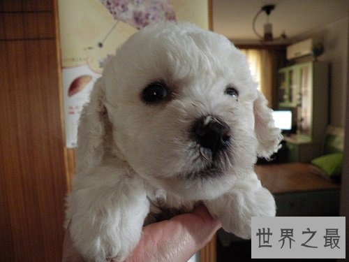 适合家养的小型犬有哪些?为你实力推荐心水好犬!