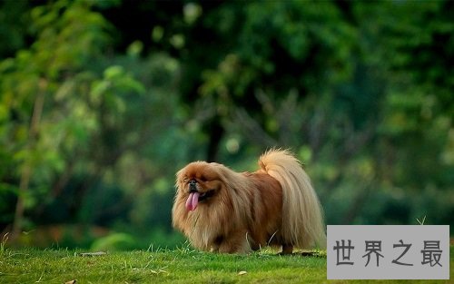 适合家养的小型犬有哪些?为你实力推荐心水好犬!