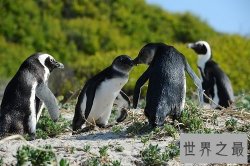企鹅是鸟类吗？世界上最古老的鸟类！