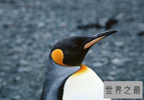 企鹅是鸟类吗?世界上最古老的鸟类!