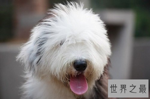 英国古代牧羊犬如何选购,行家挑选技巧大分享!