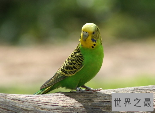 虎皮鹦鹉会说话吗?高效训练你的爱宠说人话!
