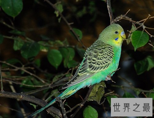 虎皮鹦鹉会说话吗?高效训练你的爱宠说人话!