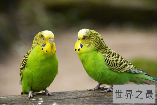 虎皮鹦鹉会说话吗?高效训练你的爱宠说人话!