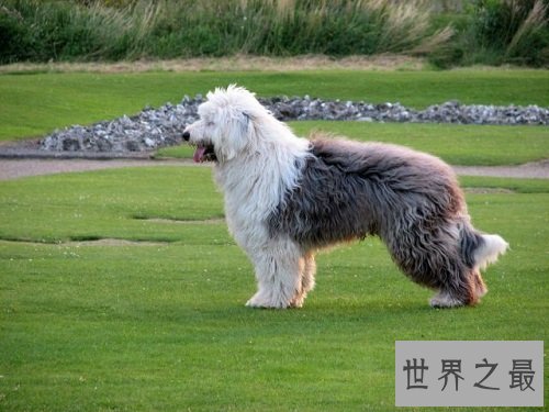 英国古代牧羊犬如何选购,行家挑选技巧大分享!