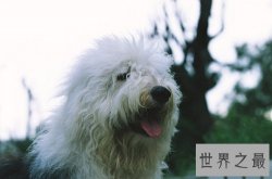 英国古代牧羊犬如何选购，行家挑选技巧大分享！