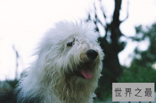 英国古代牧羊犬如何选购,行家挑选技巧大分享!