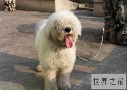 英国古代牧羊犬如何选购,行家挑选技巧大分享!