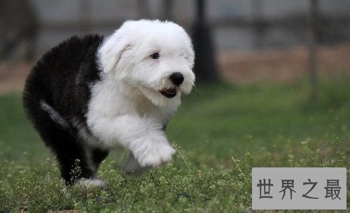 英国古代牧羊犬如何选购,行家挑选技巧大分享!