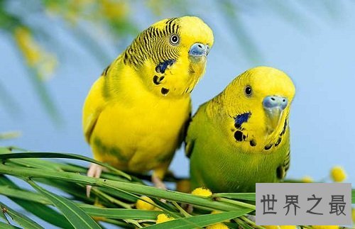 虎皮鹦鹉会说话吗?高效训练你的爱宠说人话!