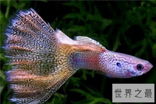 孔雀鱼怎么养？饲养最全攻略助你轻松养宠！