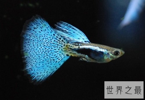 孔雀鱼怎么养？饲养最全攻略助你轻松养宠！