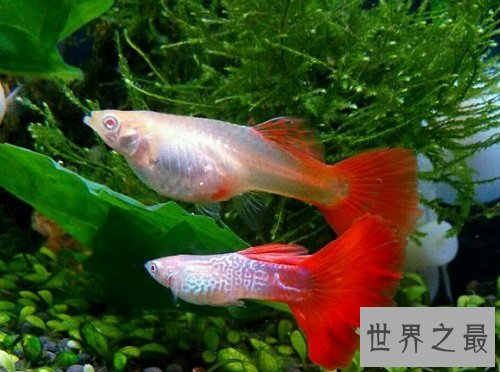 孔雀鱼怎么养？饲养最全攻略助你轻松养宠！