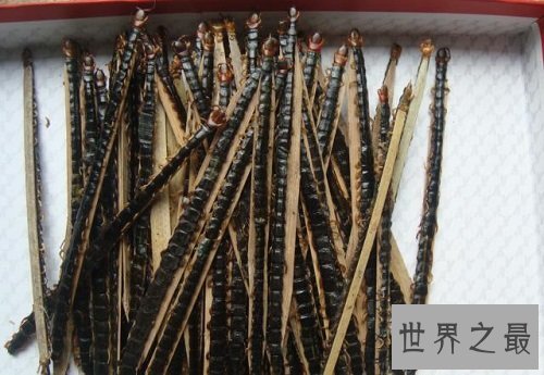 蜈蚣的功效与作用，小小蜈蚣却大大作用！
