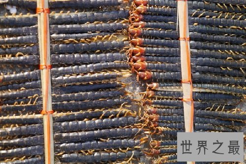 蜈蚣的功效与作用，小小蜈蚣却大大作用！