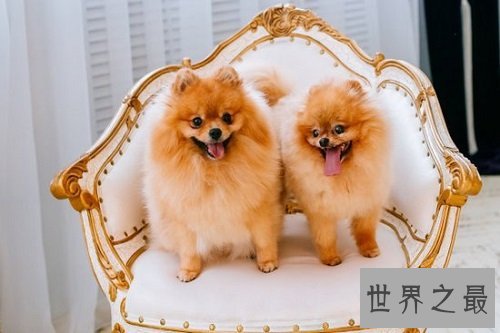 博美犬多少钱一只？行家教你选博美犬！