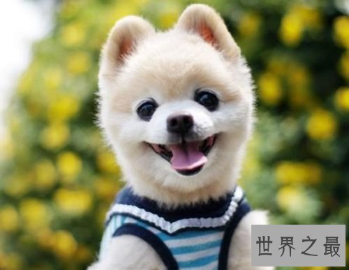 博美犬多少钱一只？行家教你选博美犬！