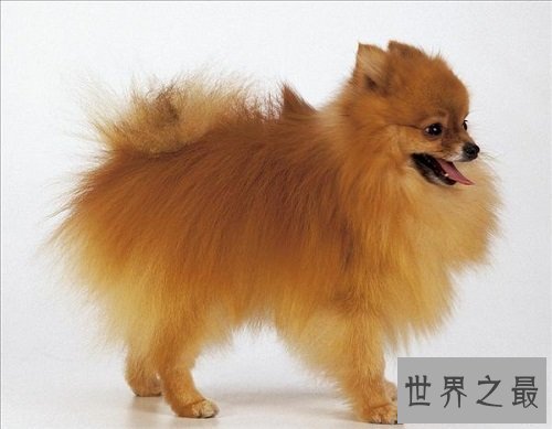 博美犬多少钱一只？行家教你选博美犬！