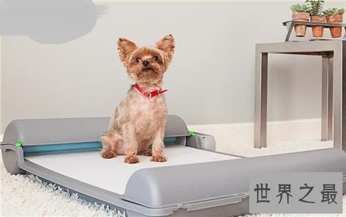 狗厕所如同虚设？关键看你如何训练你的爱宠！