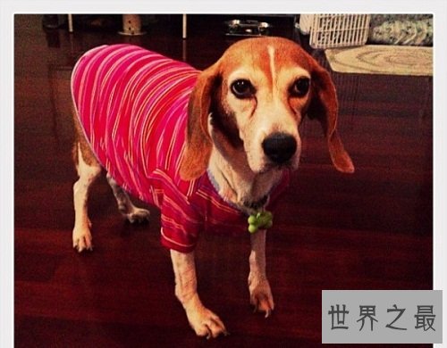 狗厕所如同虚设？关键看你如何训练你的爱宠！