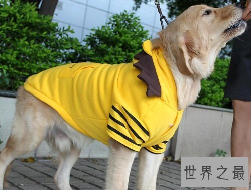 狗厕所如同虚设？关键看你如何训练你的爱宠！