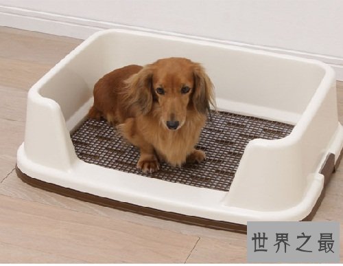 狗厕所如同虚设？关键看你如何训练你的爱宠！