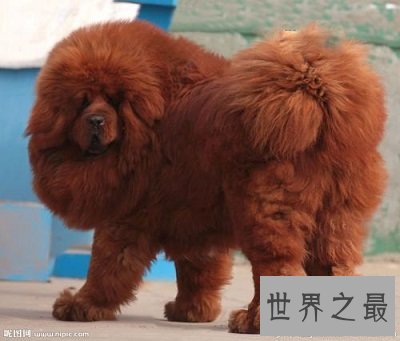 世界上最贵的狗,贵到普通人无法想象!