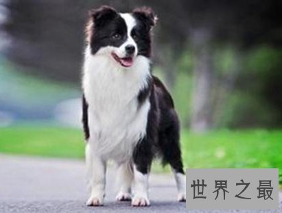 世界上最贵的狗,贵到普通人无法想象!