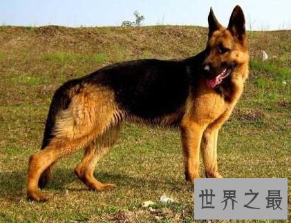 世界上最贵的狗,贵到普通人无法想象!