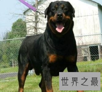 世界上最贵的狗,贵到普通人无法想象!