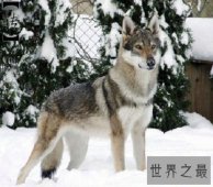 世界上最贵的狗，贵到普通人无法想象！