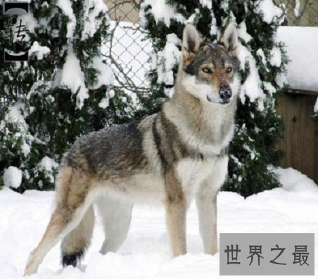 世界上最贵的狗,贵到普通人无法想象!