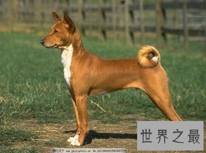 世界上最贵的狗,贵到普通人无法想象!