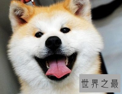 世界上最贵的狗,贵到普通人无法想象!