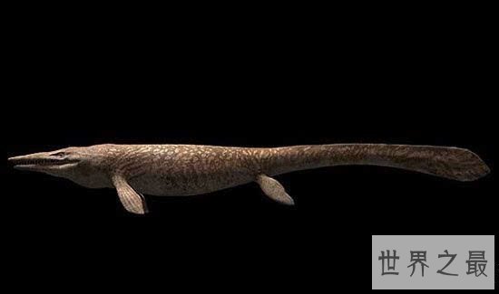 古蜥鲸进化非常复杂，从化石看出身长有20多米